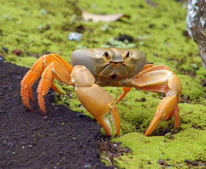 SJI Invastion Crab