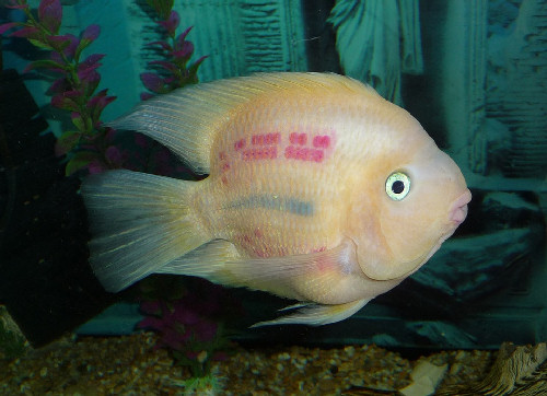 SJI Parrotfish