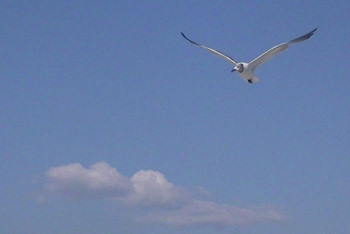 SJI Sign of the Seagull