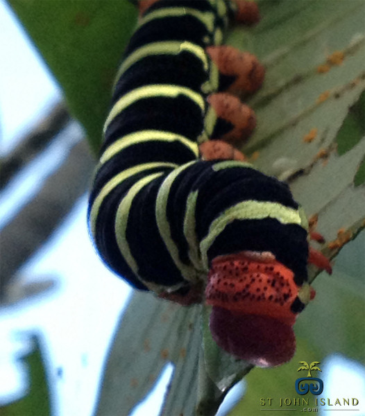 SJI Tropical Caterpillar